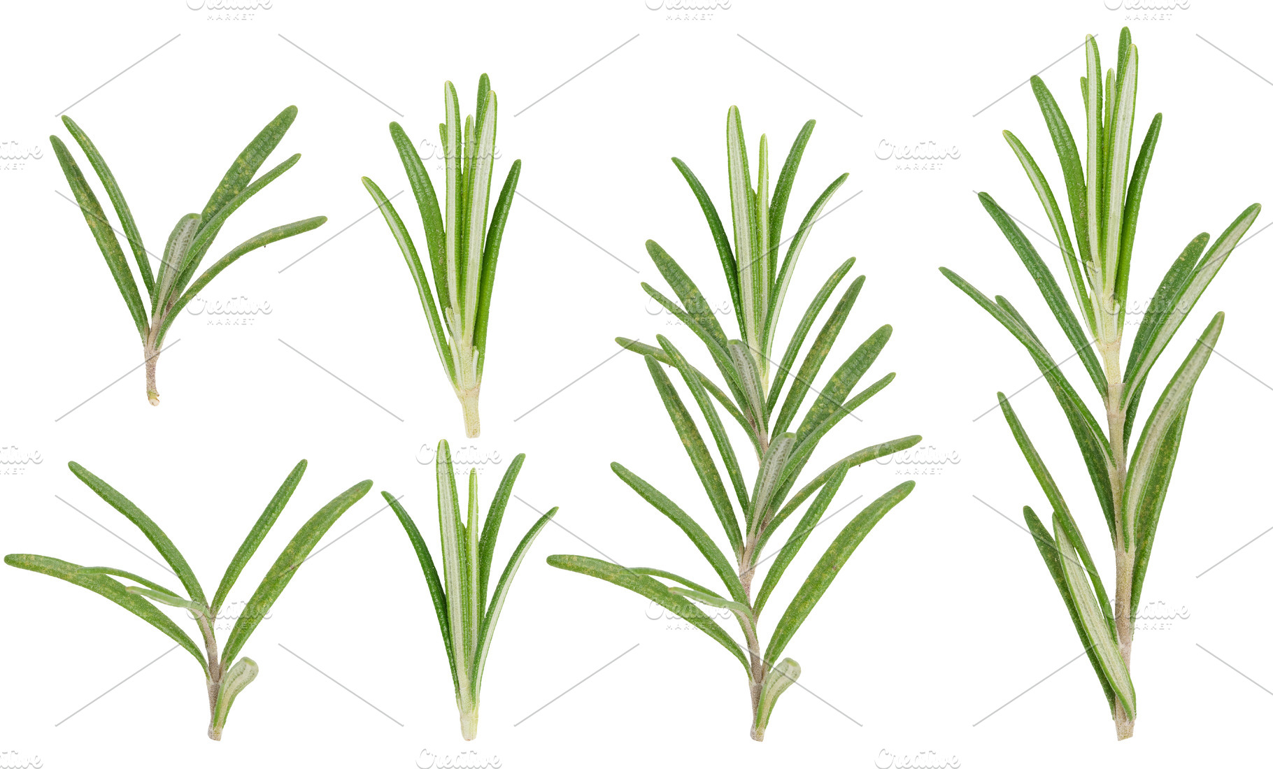 Fresh green rosemary branches on isolated background, close up, a Food & Drink Photo by ndanko