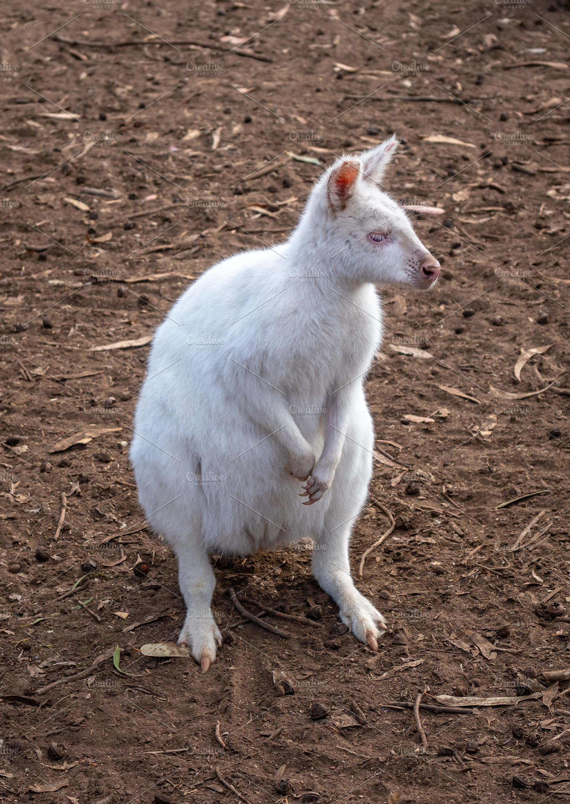 Albino white wallaby standing on dirt ground in Kangaroo Island,, an Animal Photo by GoodGoods