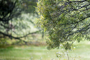 Rain Through Trees, a Nature Photo by THP Creative