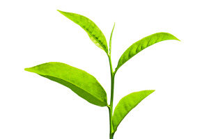 Tea leaves, a Photo by saiko3p