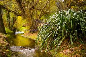 Autumn Leaves River, a Nature Photo by THP Creative