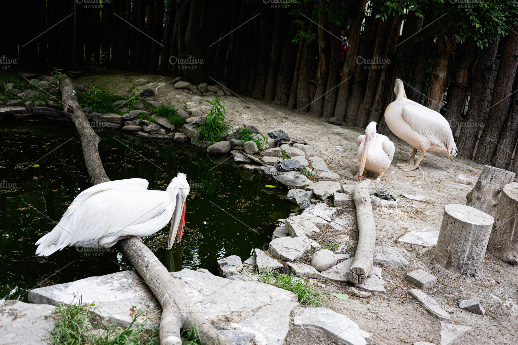 White pelicans near a pond surrounded by wooden logs and natural greenery, a Photo by AS photostudio