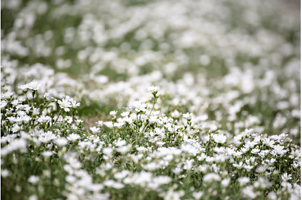 White spring flowers, a Nature Photo by Nature and travel