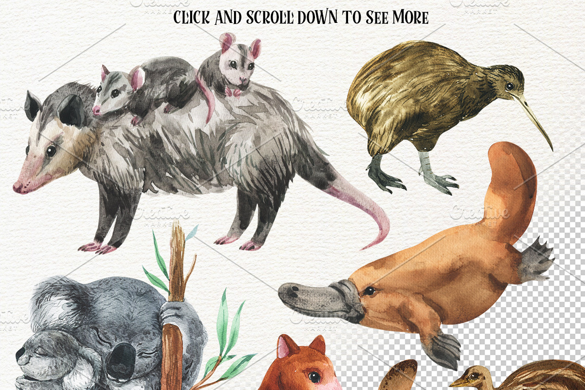 AUSTRALIA-watercolor illustrations, an Animal Illustration by KatBranchArt (Photo 2 of 5)