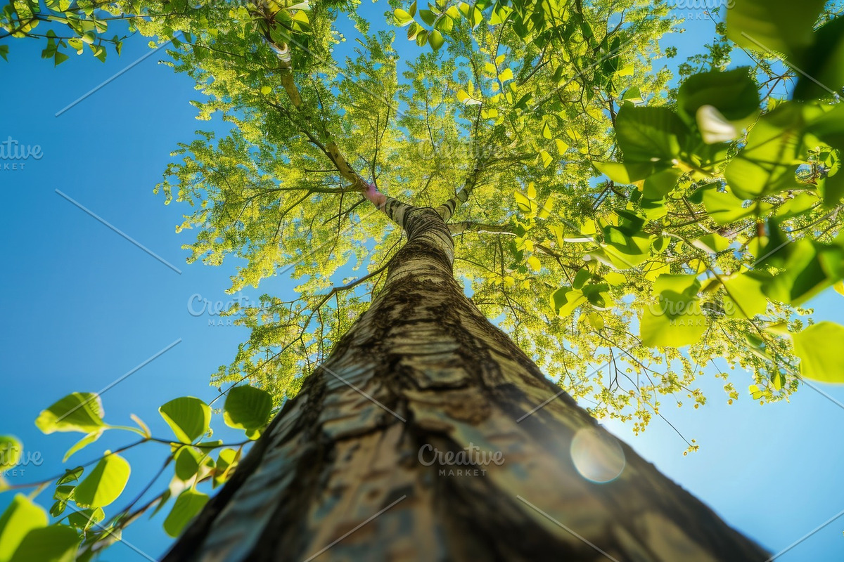 98 Trees view from below, a Nature Photo by Handmadefont (Photo 4 of 98)