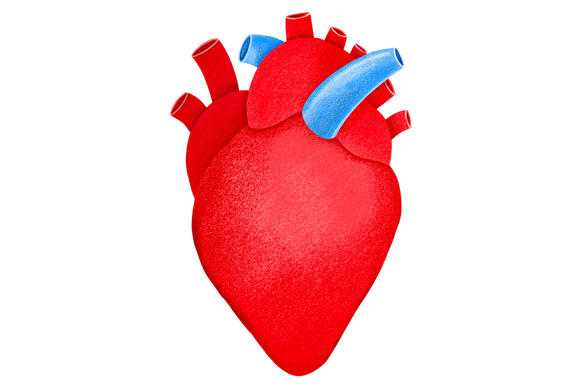 Human Internal Organs Clipart, a Healthcare Illustration by the_myro (Photo 10 of 11)