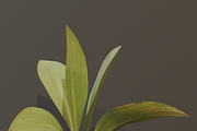 The Haran Bush, a Plants & Tree 3D Model by FuturePastCreatives (Thumbnail 3 of 13)