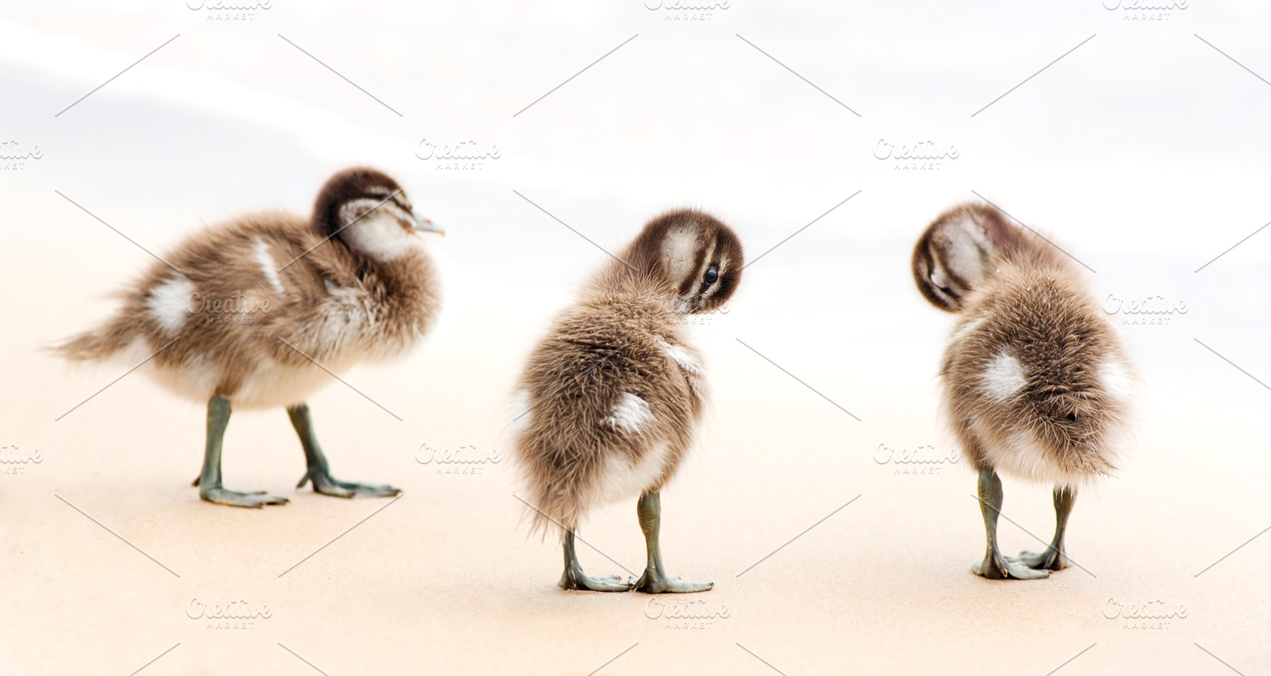 Duckling Chicks, an Animal Photo by THP Creative