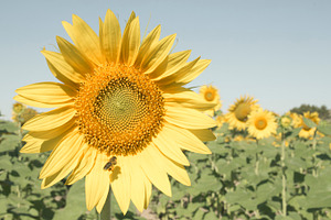 Sunflowers 4 containing sunflower, sunflowers, and agriculture