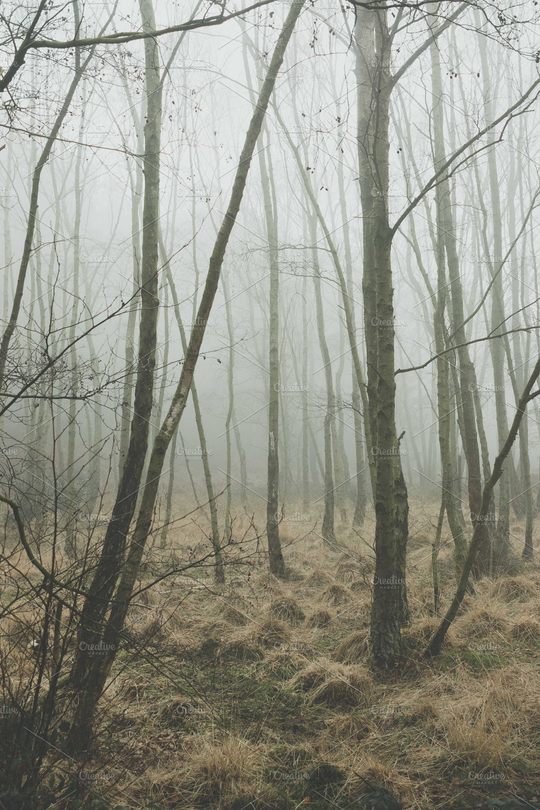 Minimalist Misty Forest Portrait, a Nature Photo by René Jordaan Photography