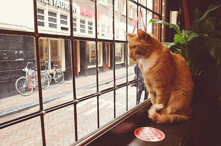 Hungry funny cat preview 6