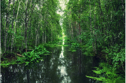 Swamp in the forest, a Nature Photo by Nature and travel