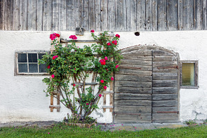 Old barn doors and red rose bush, an Architecture Photo by BOOCYS
