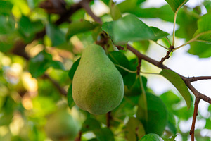 Ripe Green Pear on Tree, a Nature Photo by Ales Munt
