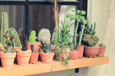 Cactus With Small House And Mushroom preview 5