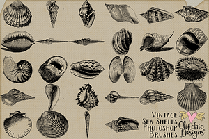 Vintage Sea Shell Photoshop Brushes