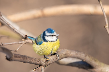 A blue tit (Cyanistes caeruleus) per, an Animal Photo by AlexBush