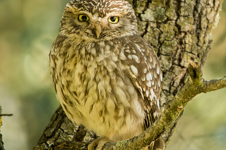 Athene noctua stock photo containing angry and animal preview 6