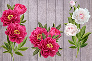 Set. Peony pink, white, red., an Illustration by SokolovaSv (Thumbnail 2 of 4)