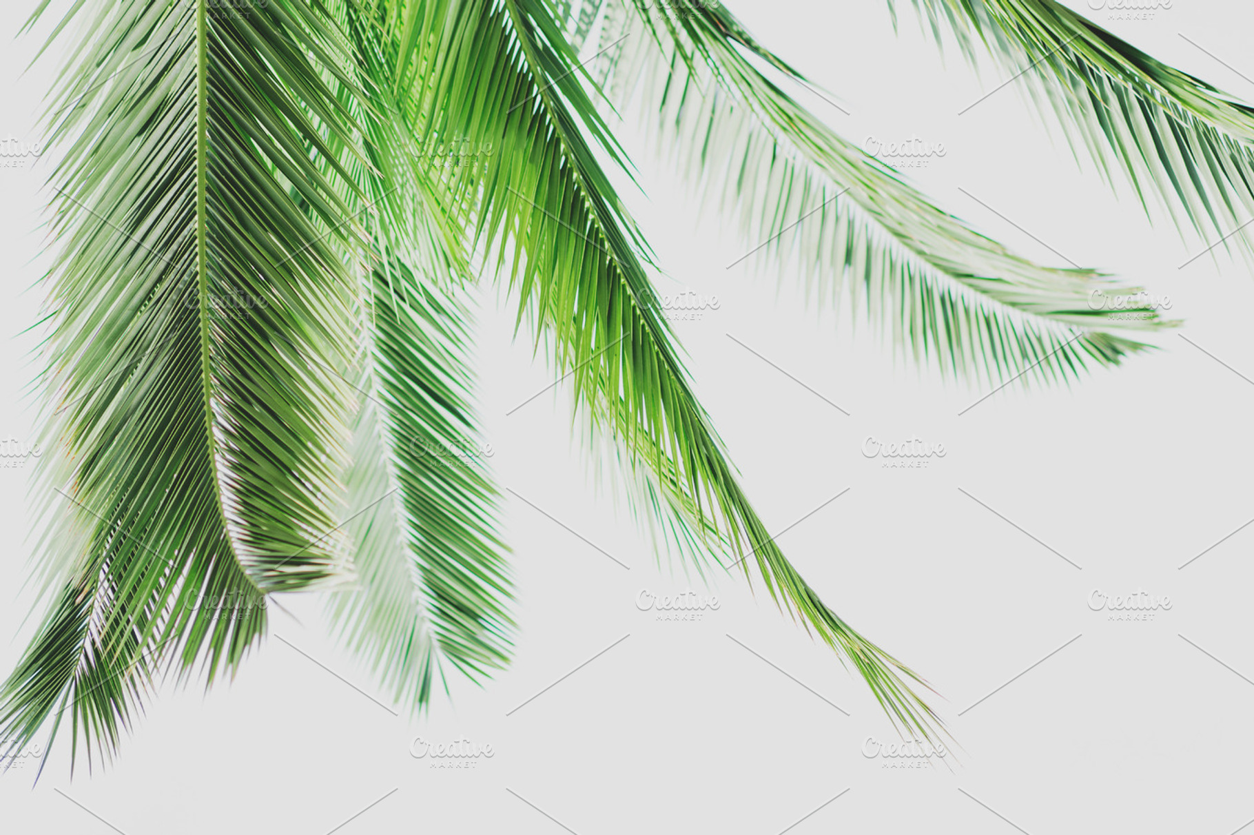 Minimalist Palm Frond Layout Photo, a Nature Photo by René Jordaan Photography