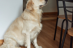 Golden retriever dog waiting for food in slow feeder bowl, an Animal Photo by Olena Rudo