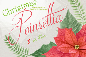 Poinsettia - Christmas Star