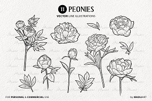 Peony Spring Flower Vector Line Art