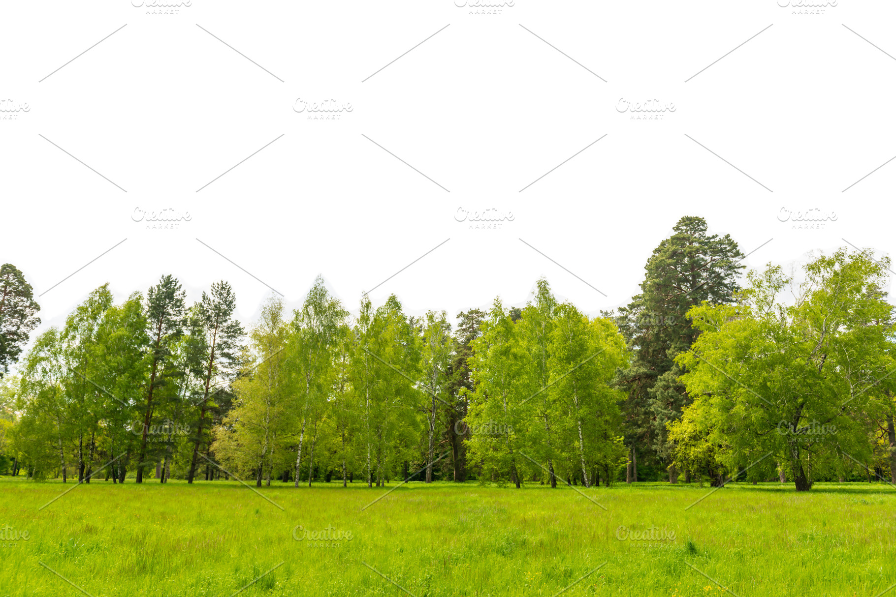 Green forest, green trees, a Nature Photo by Vapi