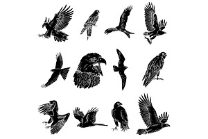 12 Bird Of Prey Illustration