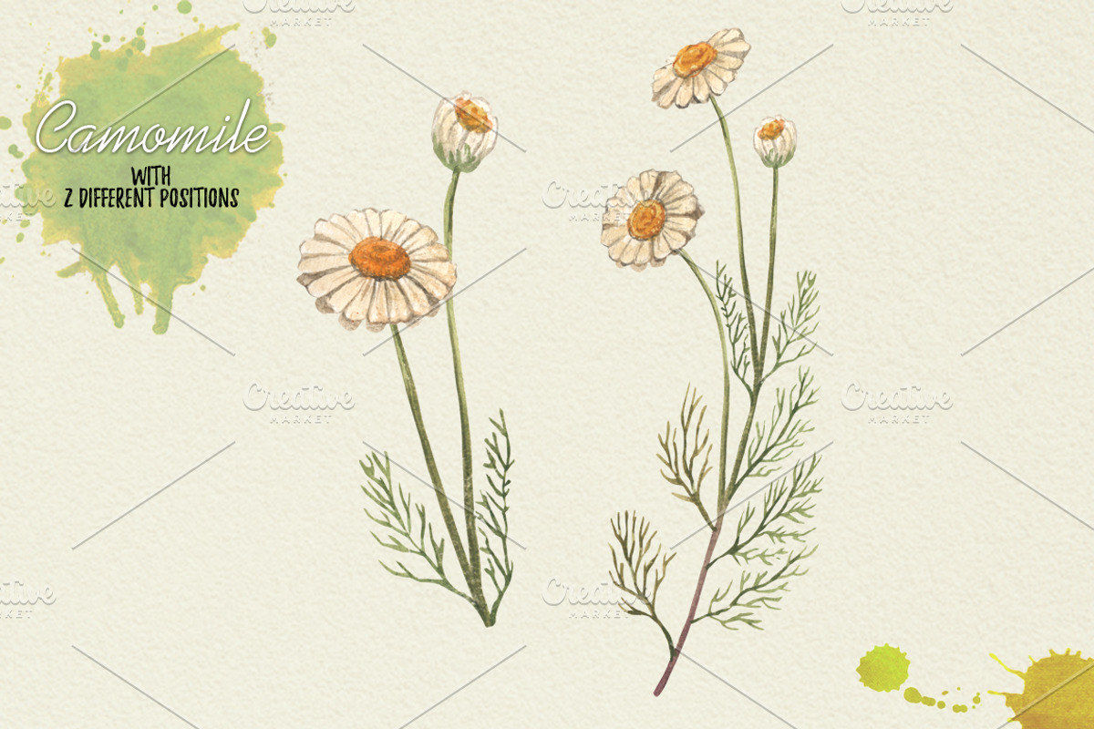 North American Herbs, a Food Illustration by Graphobia (Photo 9 of 21)