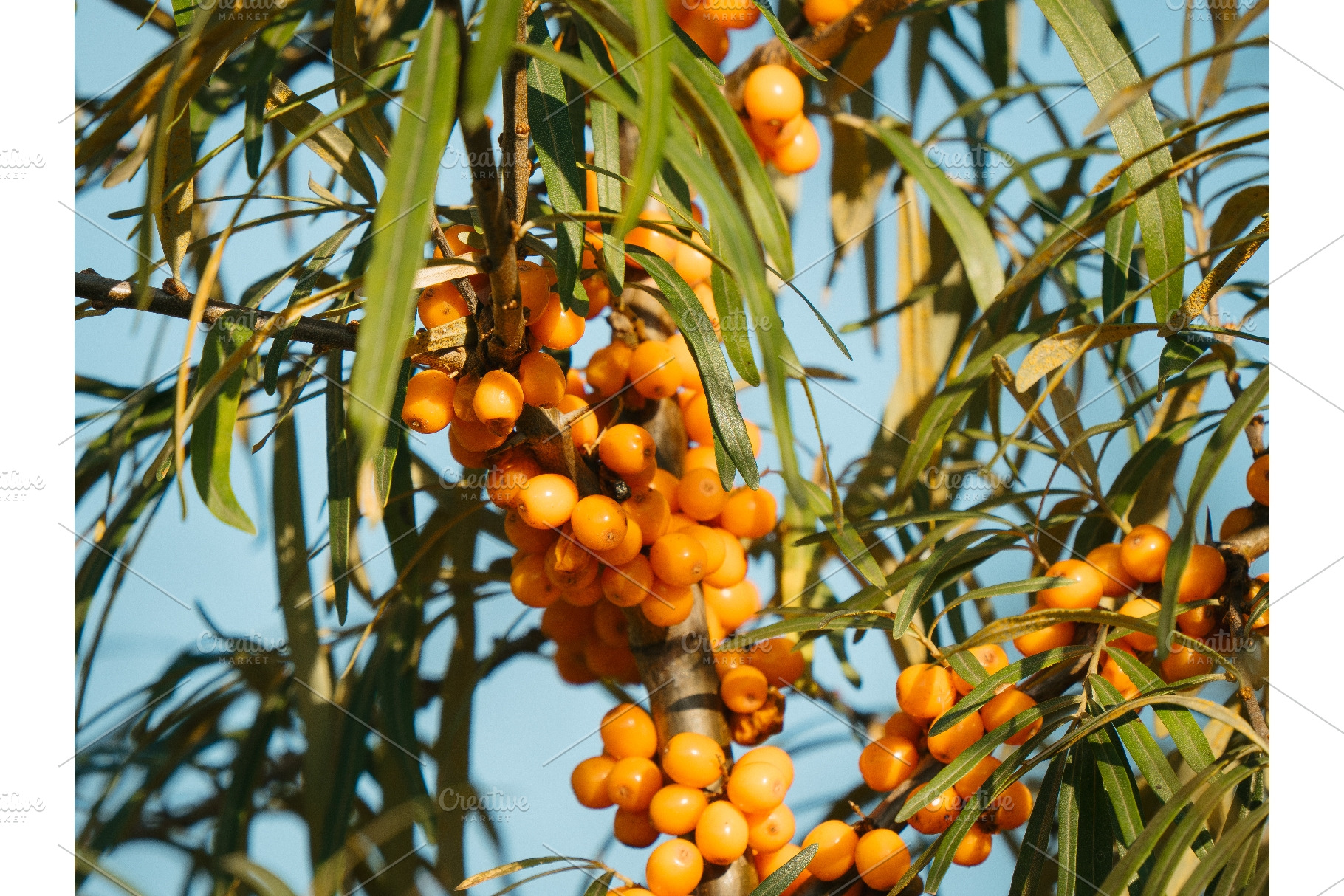 Ripe sea buckthorn berries hanging, a Nature Photo by Fascinadora