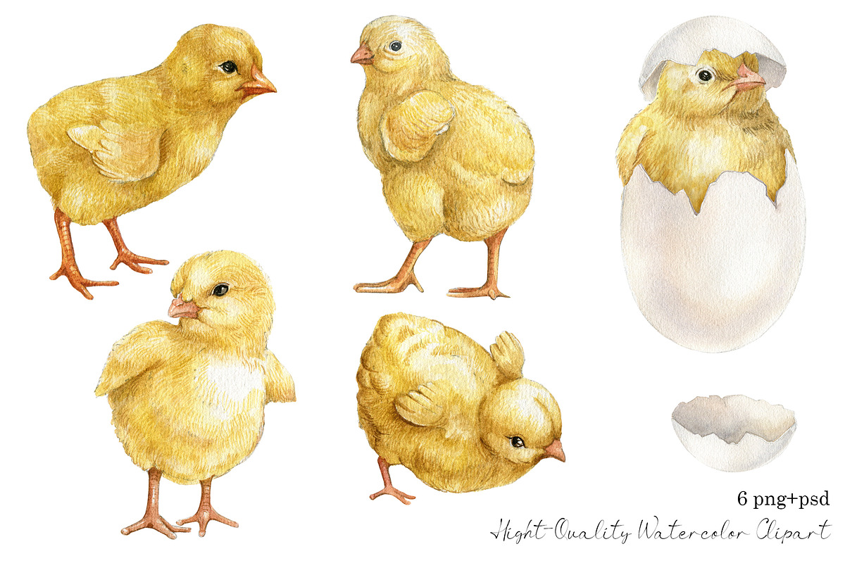 Watercolor easter chicken clipart, an Animal Illustration by yana.fefelova (Photo 2 of 4)