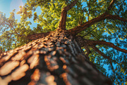 98 Trees view from below, a Nature Photo by Handmadefont (Thumbnail 38 of 98)
