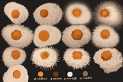 Teddy Plush: 3D Procreate Brushes, a Brush Add-On by TheWhiteCatLab (Thumbnail 3 of 15)