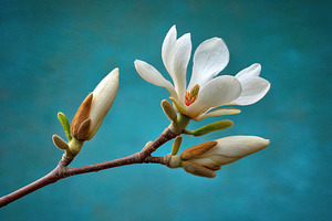 White magnolia blossom on teal background, a Nature Photo by AlyaAnd