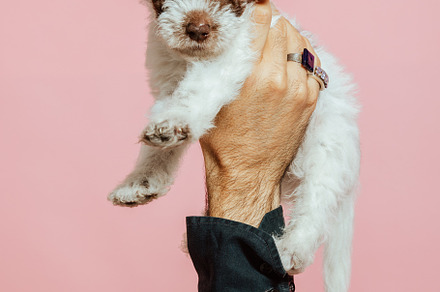 Fox Terrier puppy being held in a hand