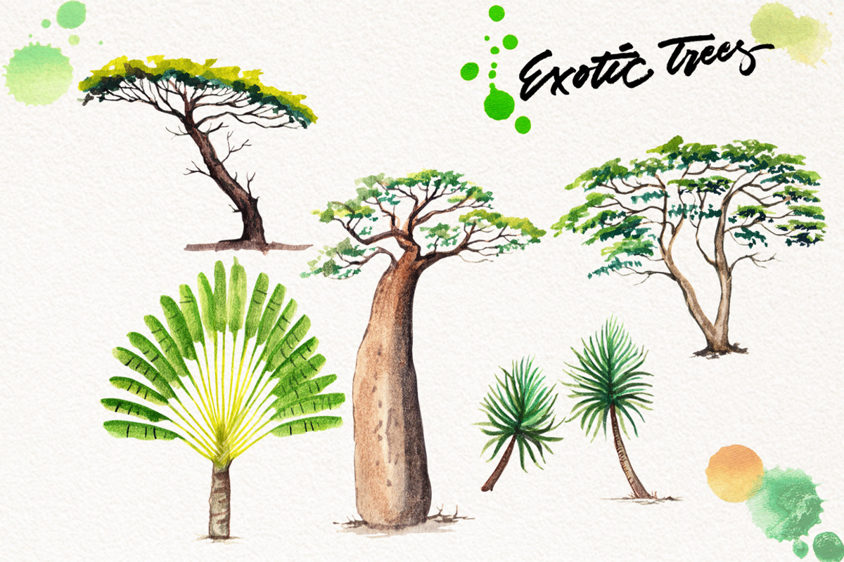 Watercolor Exotic Trees, an Illustration by Graphobia (Photo 5 of 11)