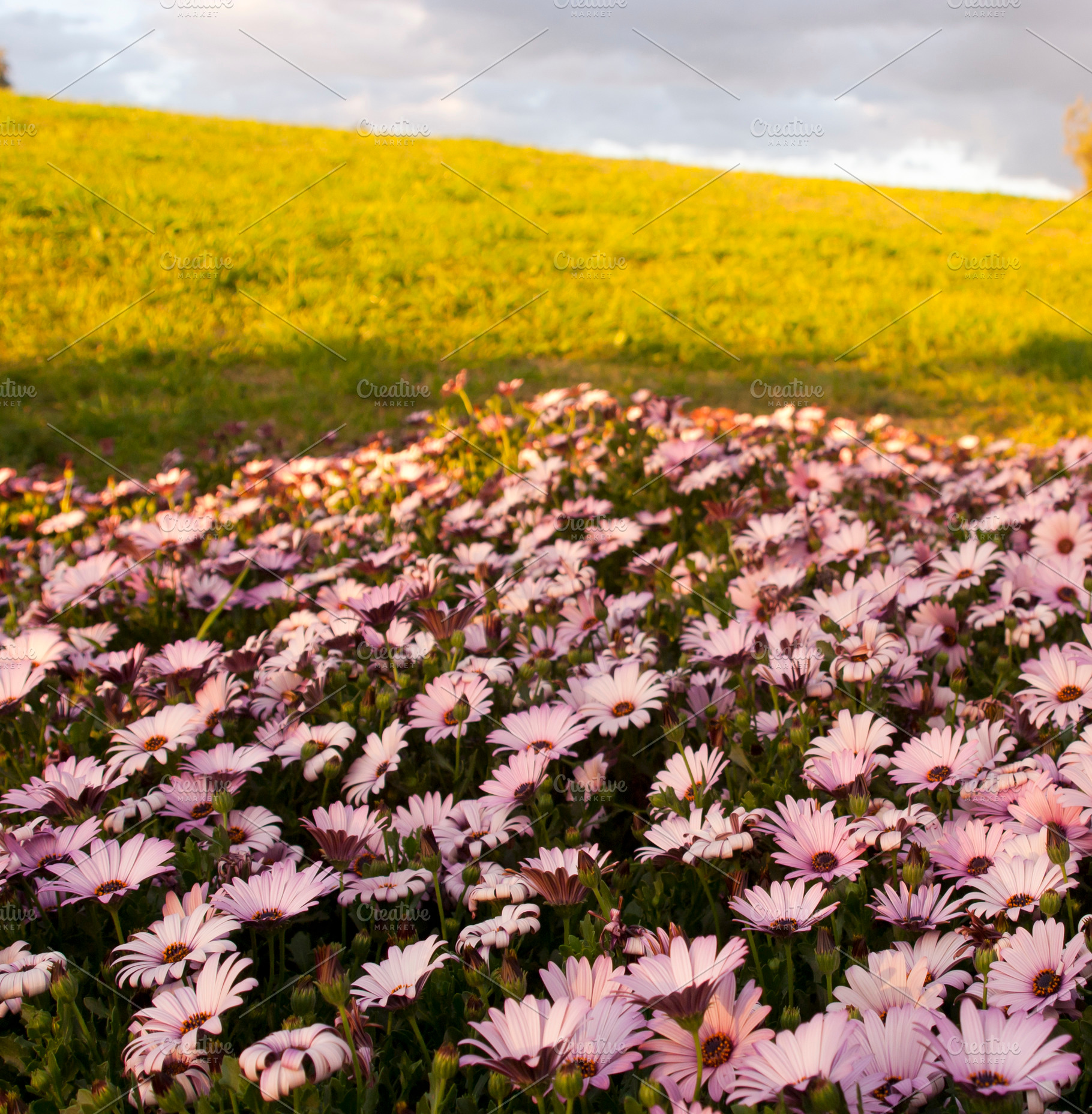 Daisies In Sunny Meadow, a Nature Photo by THP Creative