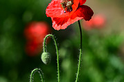 Red Poppy Bundle, a Nature Photo by Corner Croft Mockups (Thumbnail 4 of 5)