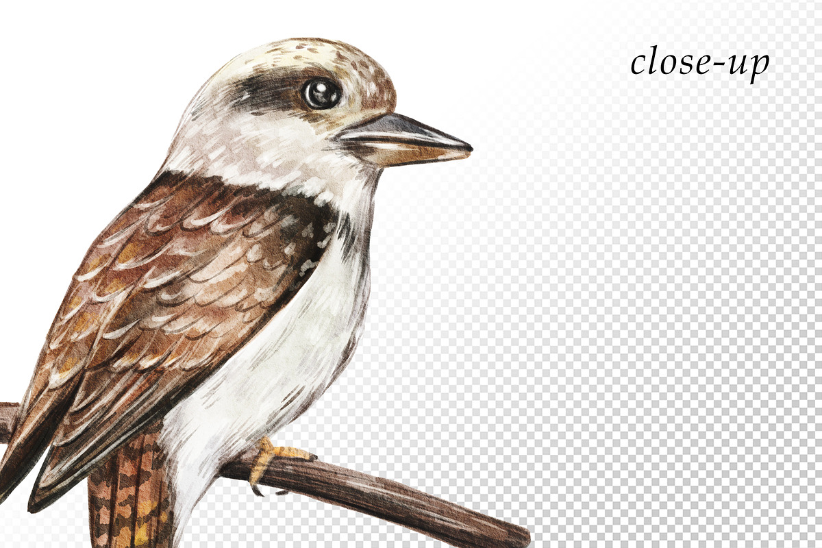 Watercolor Australia Animals Clipart, an Animal Illustration by svetodesign (Photo 4 of 9)