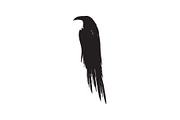 Black raven crow body and wings., an Object Graphic by DeShoff Art (Thumbnail 4 of 8)