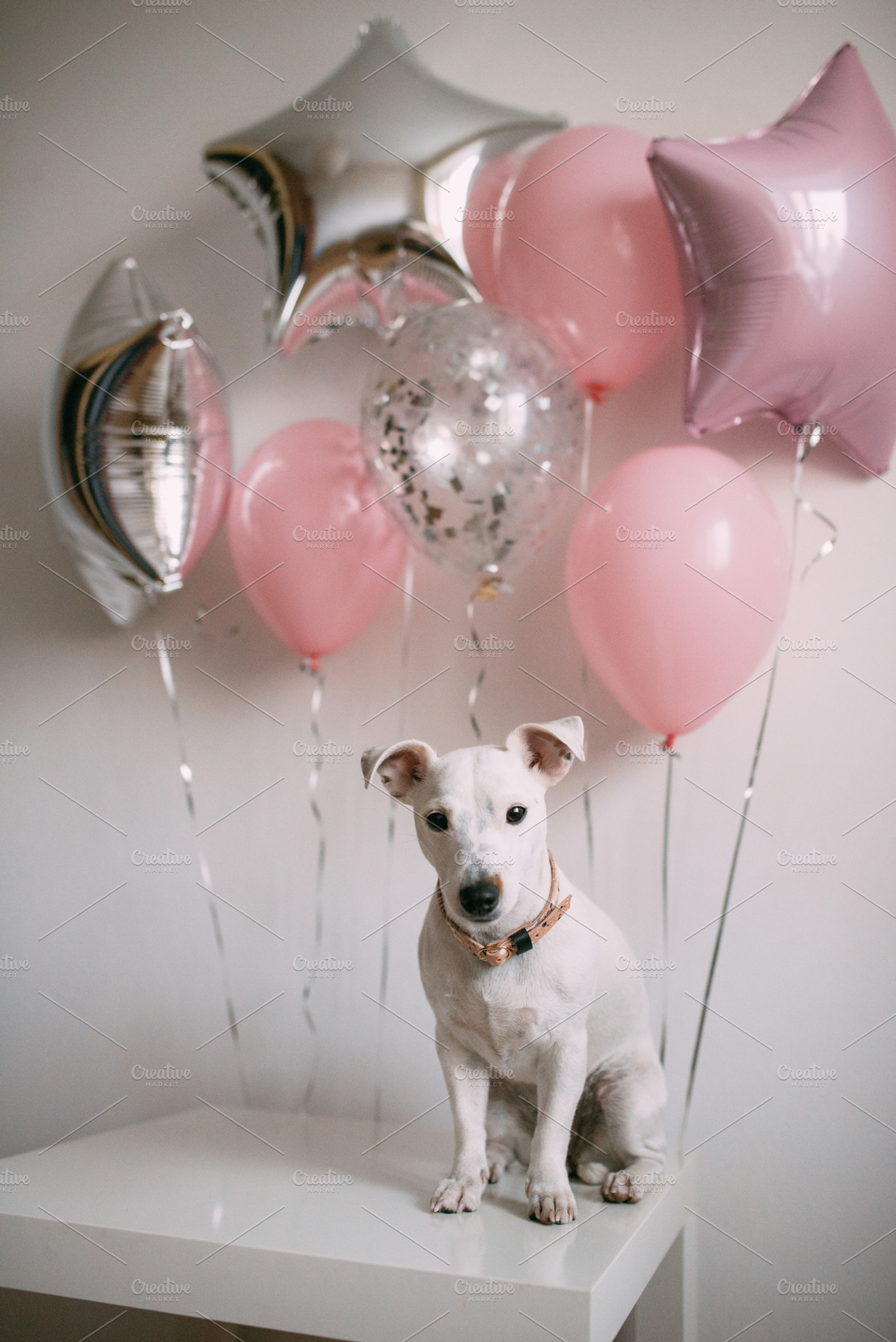 Birthday Puppy, a Photo by Trofimova Veronika