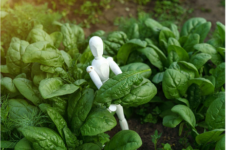 Green harvesting spinach on a field, a Food & Drink Photo by darksoul72