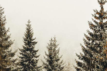 Foggy winter landscape featuring forest, cold, and nature
