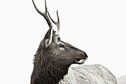 BLACK&WHITE PS ACTIONKIT #1, an Action Add-On by LeCreadot (Thumbnail 4 of 4)