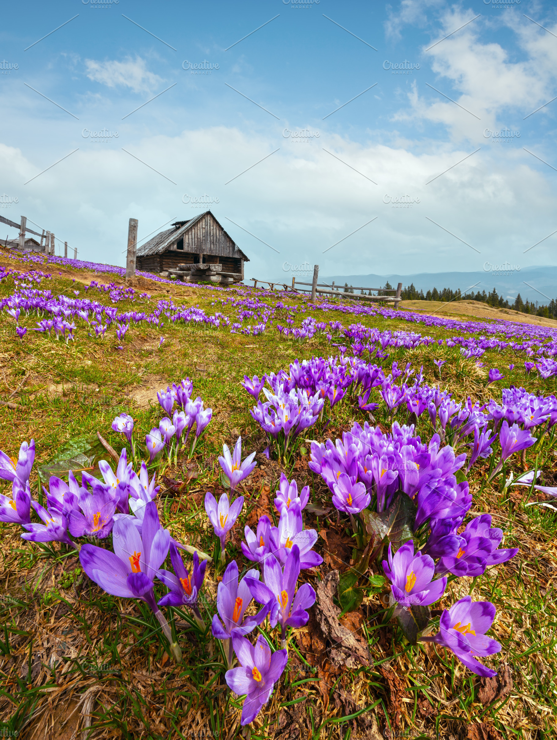 Purple Crocus flowers on spring mountain, a Nature Photo by YuriyB