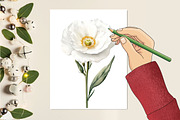 Lisianthus Flower Watercolor Clipart, an Illustration by RobertsArt (Thumbnail 3 of 7)