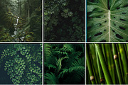Deep Green Preset, a Plug-in Add-On by Unlimited Presets (Thumbnail 2 of 3)