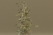The Red Cherry Tree, a Plants & Tree 3D Model by FuturePastCreatives (Thumbnail 4 of 7)