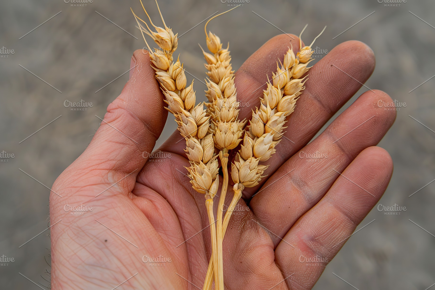 Wheat ears in male hand, a Nature Photo by AlyaAnd
